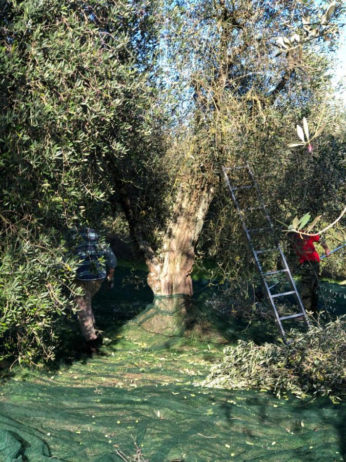 Il Borghetto Andrea Tafi Guest House ลัมปอเรคคิโอ ภายนอก รูปภาพ